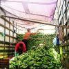1ac6756531044d8ac03911d333839edc Chuối Già – Lợi Nhuận 24% – (12 Tiếng)