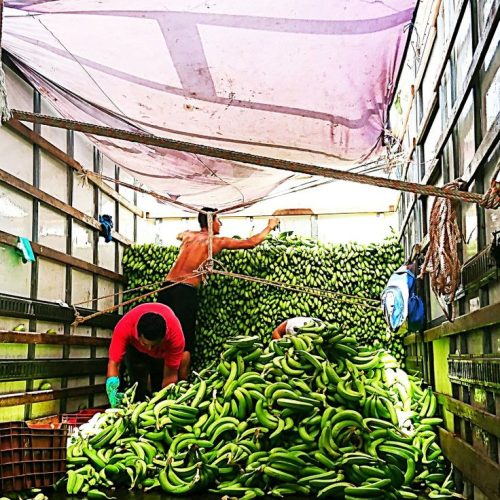 Chuối Già – Lợi Nhuận 24% – (12 Tiếng)