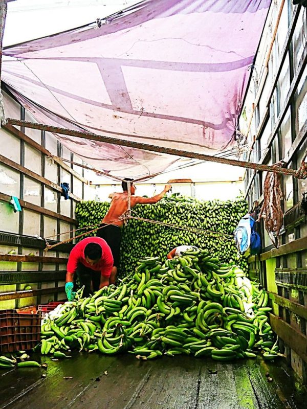 1ac6756531044d8ac03911d333839edc Chuối Già – Lợi Nhuận 24% – (12 Tiếng)
