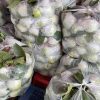 349857910_5711280812304766_7393809128571888145_n Ổi Lê – Lợi Nhuận 22% – (6 Tiếng)