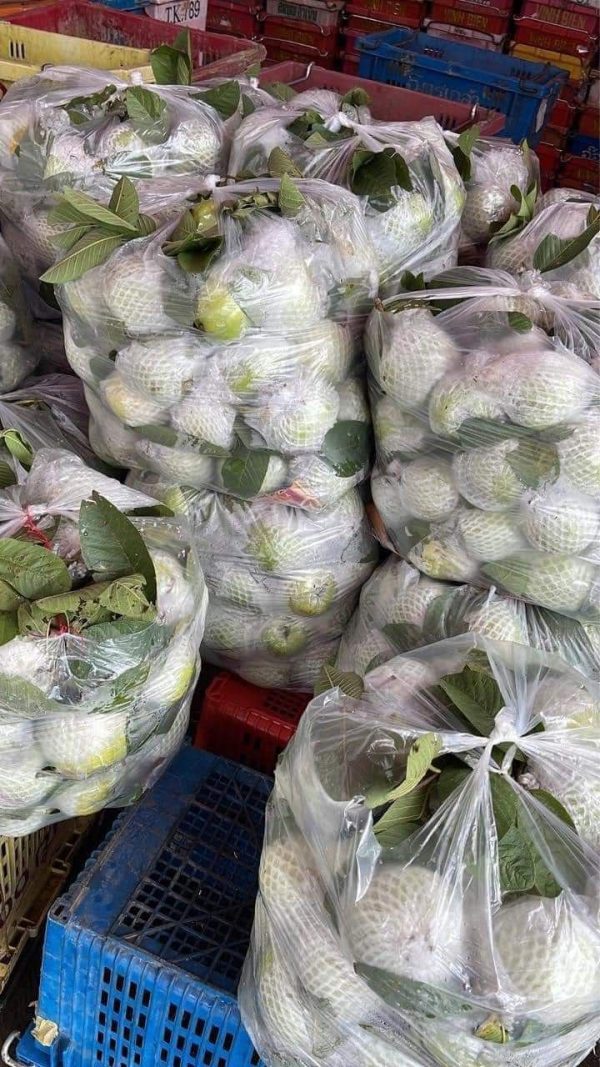 349857910_5711280812304766_7393809128571888145_n Ổi Lê – Lợi Nhuận 22% – (6 Tiếng)