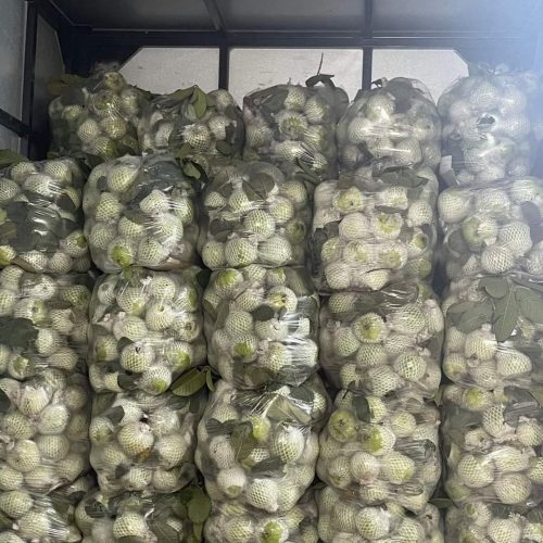 Ổi Lê – Lợi Nhuận 22% – (6 Tiếng)