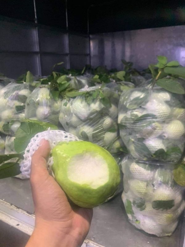 350305564_283321017371961_7423563415556016957_n Ổi Lê – Lợi Nhuận 22% – (6 Tiếng)