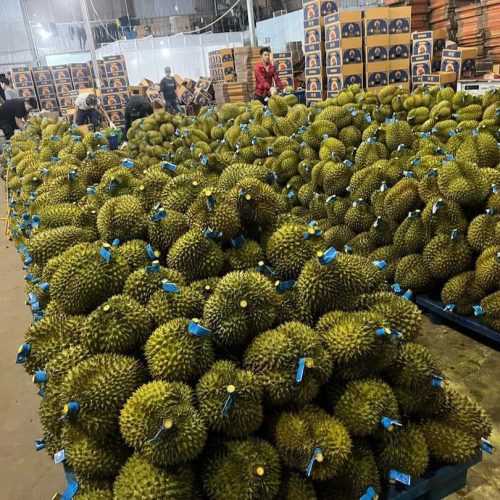 Sầu Riêng Ri6 – Lợi Nhuận 18% – (24 Tiếng)