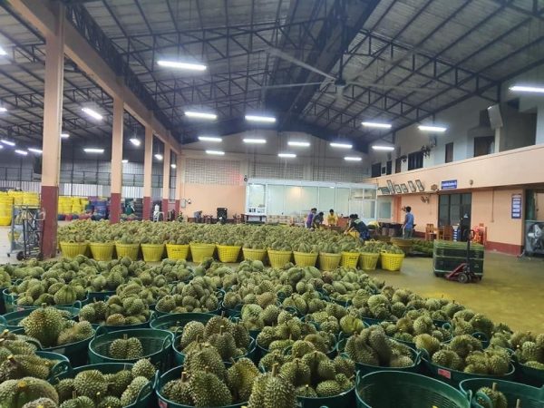 357731902_282130414338447_145634218348632836_n Sầu Riêng – Lợi nhuận 24% – (12 tiếng)