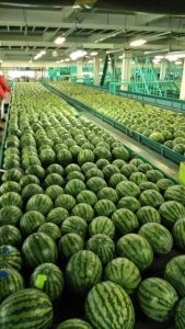 d734acfd489090907b890de33235508d Dưa Hấu Xuất Khẩu – Lợi Nhuận 10% – (12 Tiếng)
