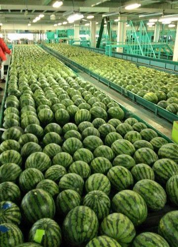 Dưa Hấu Xuất Khẩu – Lợi Nhuận 10% – (12 Tiếng)