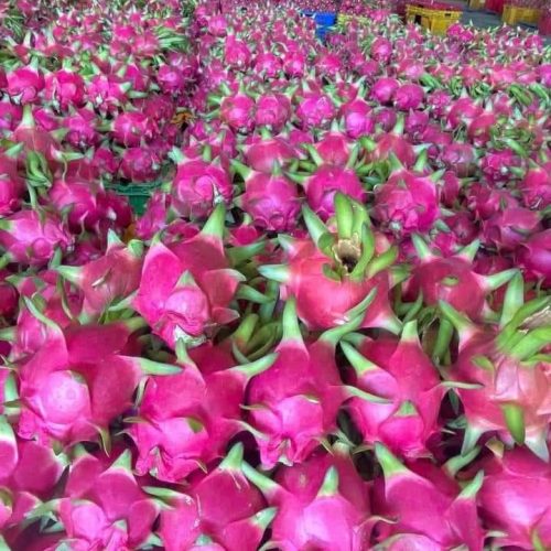 Thanh Long Ruột Đỏ – Lợi Nhuận 8% – (6 tiếng)