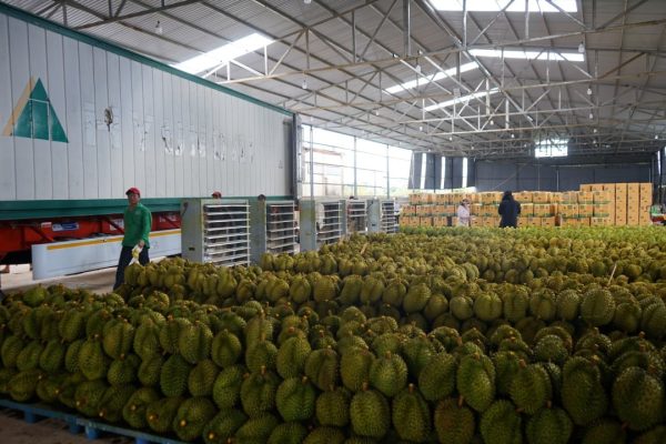 photo_2025-03-29_21-00-37 Sầu Riêng – Lợi nhuận 24% – (12 tiếng)