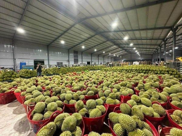 photo_2025-03-29_21-00-38 Sầu Riêng – Lợi nhuận 24% – (12 tiếng)