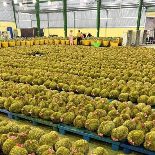Sầu Riêng – Lợi nhuận 24% – (12 tiếng)