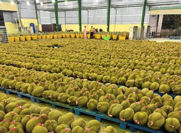 photo_2025-03-29_21-00-40 Sầu Riêng – Lợi nhuận 24% – (12 tiếng)