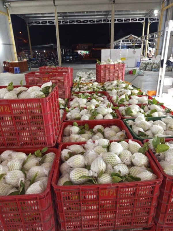 photo_2025-04-23_10-58-05 Ổi Lê – Lợi Nhuận 22% – (6 Tiếng)
