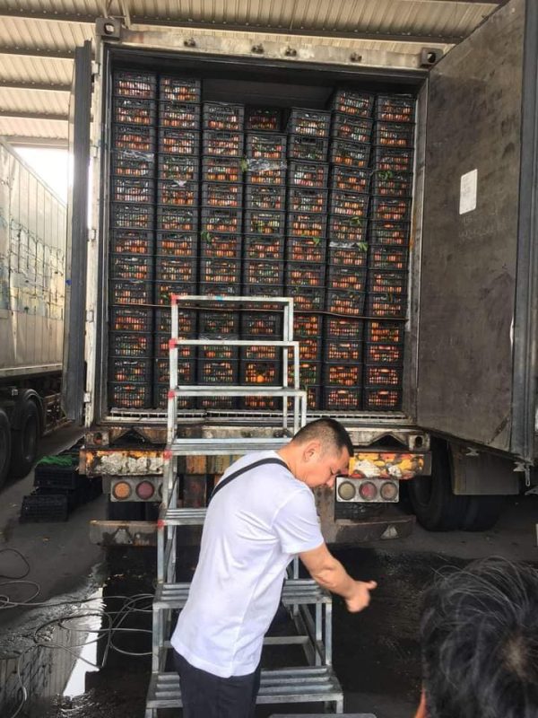 photo_29_2024-09-21_16-22-19 Quýt Đường Lá Xanh – Lợi Nhuận 20% – (12 Tiếng)