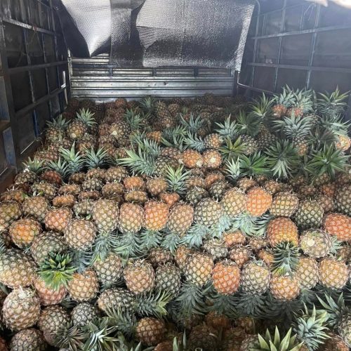 Dứa Queen (Dứa Gai) – Lợi Nhuận 26% – (24 Tiếng)