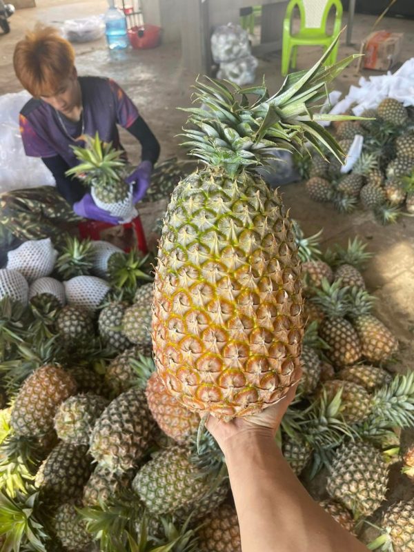 photo_42_2024-09-21_16-22-19 Dứa Queen (Dứa Gai) – Lợi Nhuận 26% – (24 Tiếng)