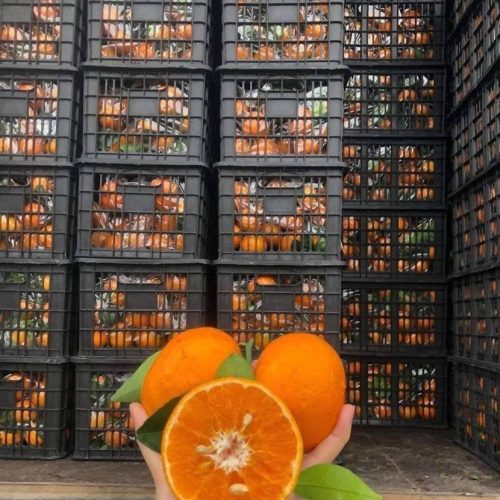 Quýt Đường Lá Xanh – Lợi Nhuận 16% – (12 Tiếng)