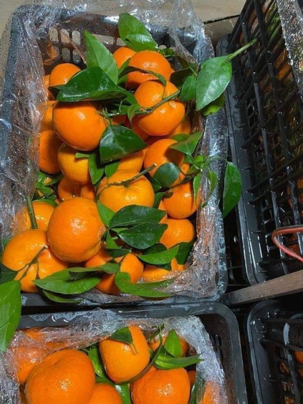 photo_55_2024-09-21_16-22-19 Quýt Đường Lá Xanh – Lợi Nhuận 20% – (12 Tiếng)