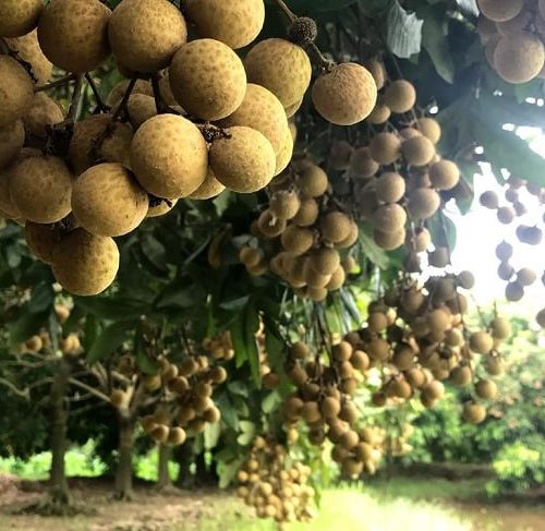 Nhãn Tiêu Loại 1 – Lợi Nhuận 12% – (24 Tiếng)