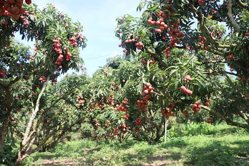 photo_2025-05-10_10-23-26 Vải Thiều – Lợi Nhuận 8% – ( 6 Tiếng)