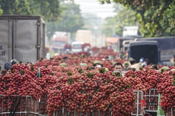 photo_2025-05-10_10-23-30 Vải Thiều – Lợi Nhuận 8% – ( 6 Tiếng)