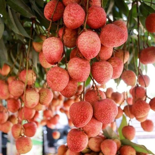 Vải Thiều – Lợi Nhuận 8% – ( 6 Tiếng)