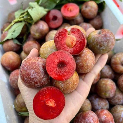 photo_2025-05-10_19-57-34 Mận Hà Nội – Lợi Nhuận 18% – ( 6 Tiếng)