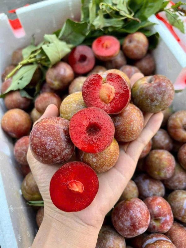 Mận Hà Nội  – Lợi Nhuận 18% – ( 6 Tiếng)