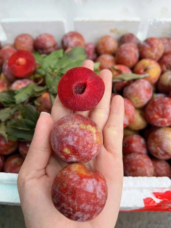 Mận Hà Nội  – Lợi Nhuận 18% – ( 6 Tiếng)