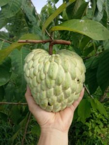 Na Thái - Lợi Nhuận 8% – (6 Tiếng)