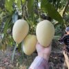 Xoài Keo Vàng – Lợi Nhuận 18% – (24 Tiếng)