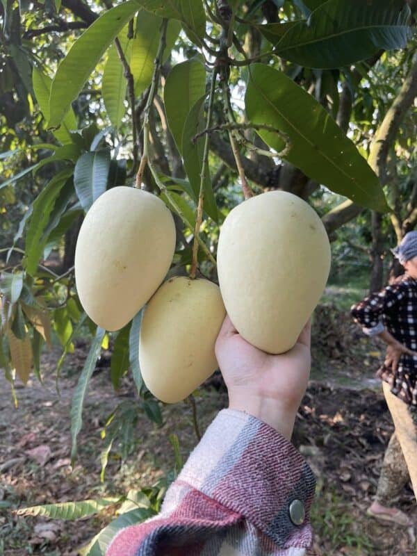 Xoài Keo Vàng – Lợi Nhuận 18% – (24 Tiếng)