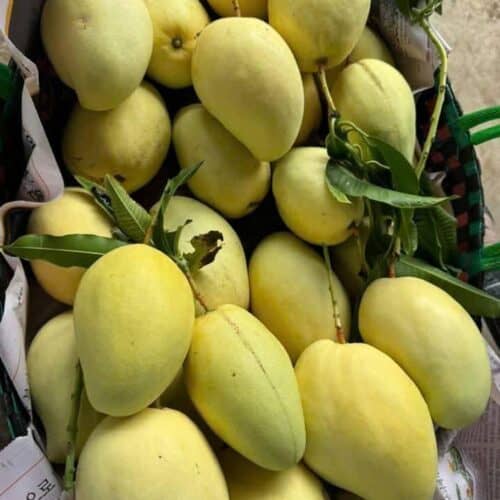 Xoài Keo Vàng – Lợi Nhuận 18% – (24 Tiếng)