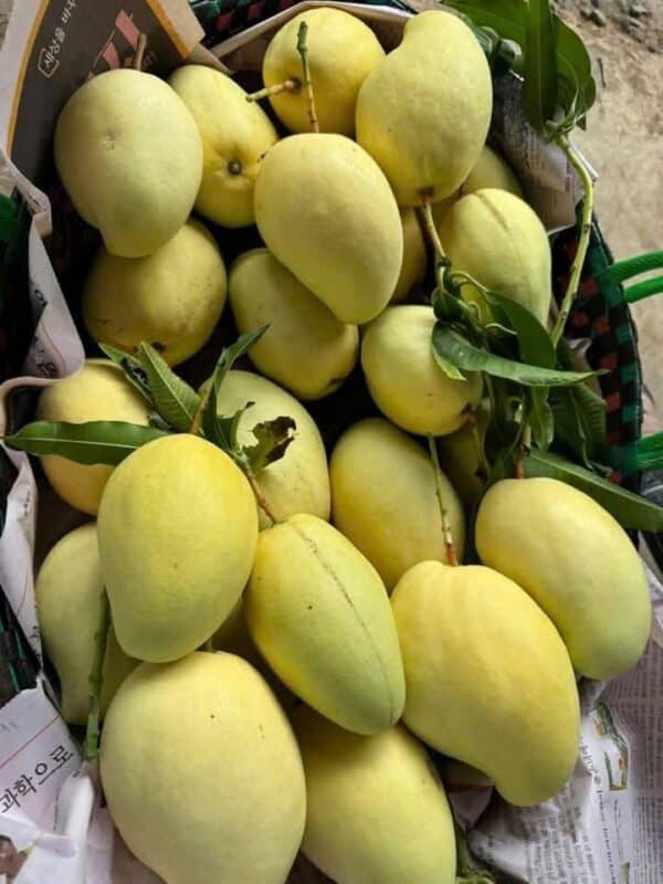 Xoài Keo Vàng – Lợi Nhuận 18% – (24 Tiếng)