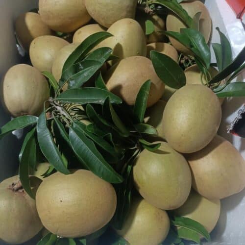 Hồng Xiêm - Lợi Nhuận 22% – (6 Tiếng)