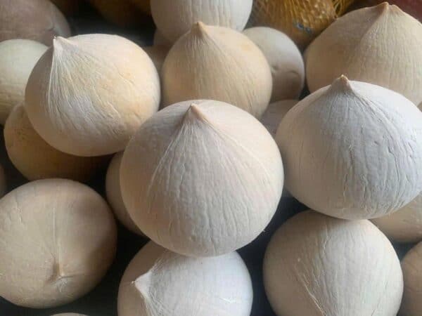 photo_3_2025-09-13_13-56-36 Dừa Xiêm - Lợi Nhuận 8% – (6 Tiếng)
