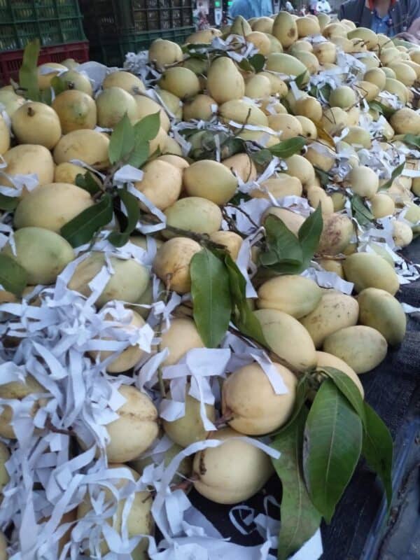 Xoài Keo Vàng – Lợi Nhuận 18% – (24 Tiếng)