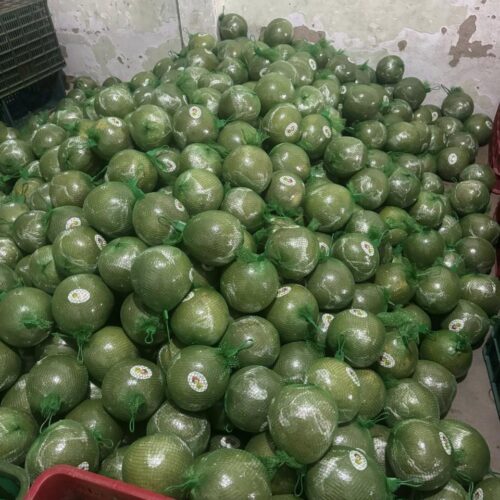 Bưởi Da Xanh – Lợi Nhuận 16% – (12 Tiếng)