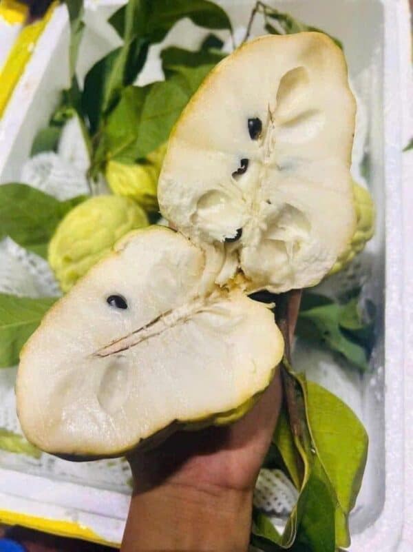 Na Thái - Lợi Nhuận 8% – (6 Tiếng)
