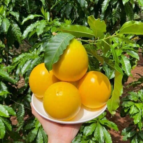 Vú Sữa Hoàng Kim – Lợi Nhuận 18% – (24 Tiếng)