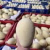 Xoài Keo Vàng – Lợi Nhuận 18% – (24 Tiếng)